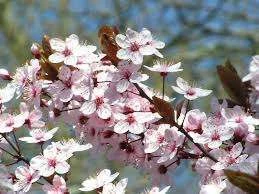 Cerasisfera- Cherry Plum 7