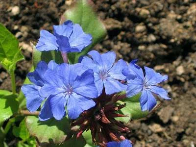 Ceratostigma - Cerato 5
