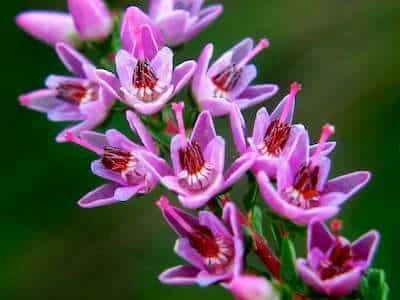 Brezo - Heather 14