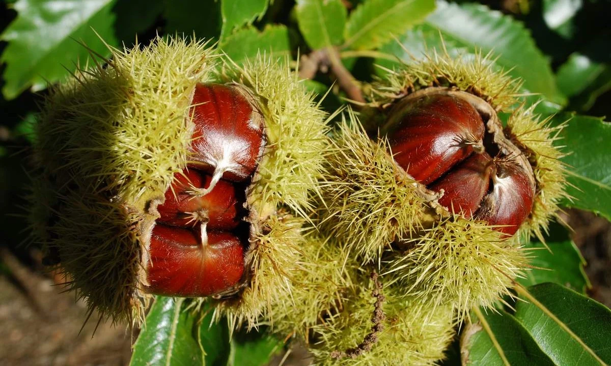 Castaño - Chestnut bud 8