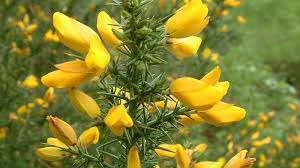 Aulaga - gorse 13