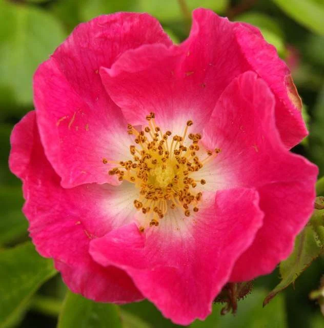 Rosa Silvestre - wild rose 37