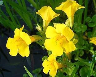 Mímulo - mimulus 20